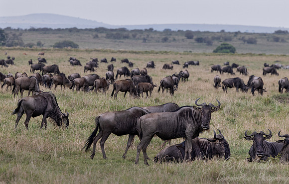 444 Blue wildebeest (Connochaetes taurinus) - Kenya