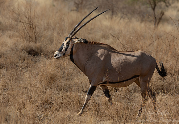 447 East African oryx (Oryx beisa) - Kenya