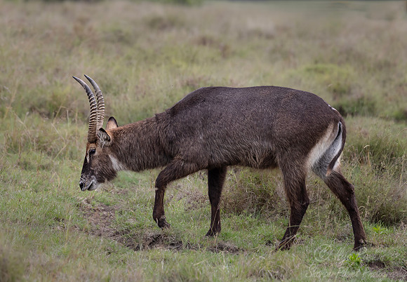 448 Defassa waterbuck (Kobus ellipsiprymnus defassa) - Kenya