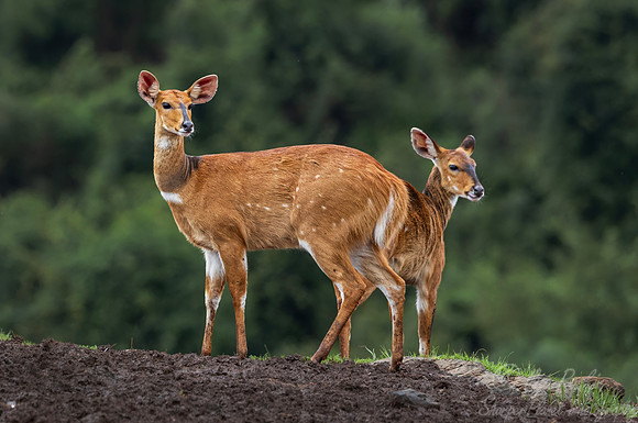 451 Cape bushbucks (Tragelaphus sylvaticus) - Kenya