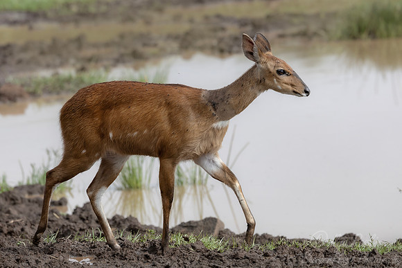 450 Cape bushbuck (Tragelaphus sylvaticus) - Kenya