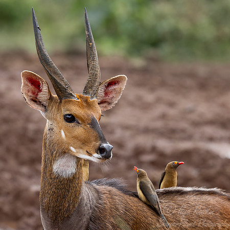 452 Cape bushbuck (Tragelaphus sylvaticus) - Kenya