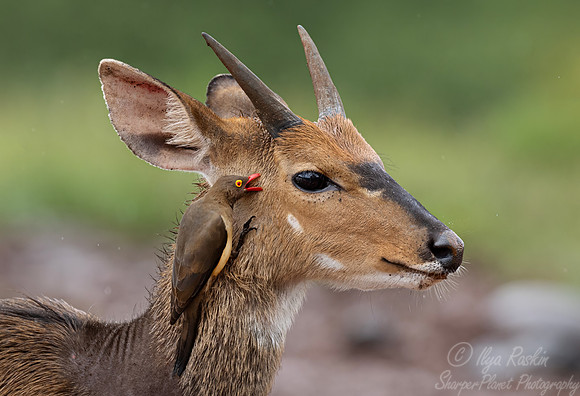 453 Cape bushbuck (Tragelaphus sylvaticus) - Kenya
