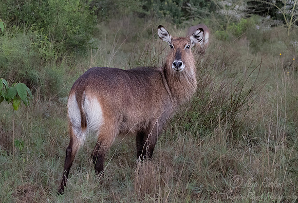449 Defassa waterbuck (Kobus ellipsiprymnus defassa) - Kenya