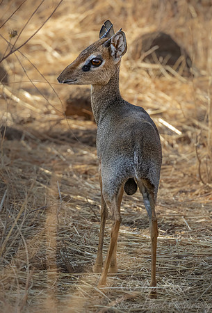 458 Kirk's dik-dik (Madoqua kirkii) - Kenya