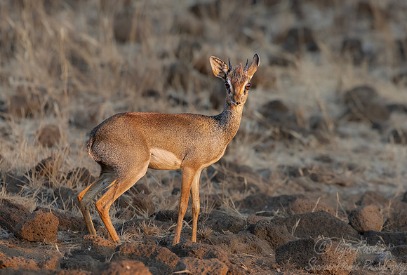 457 Kirk's dik-dik (Madoqua kirkii) - Kenya