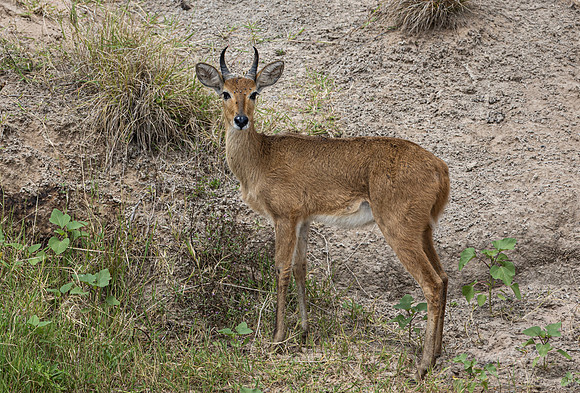 455 Bohor reedbuck (Redunca redunca) - Kenya