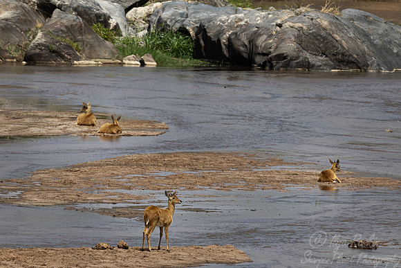 454 Bohor reedbucks (Redunca redunca) - Kenya