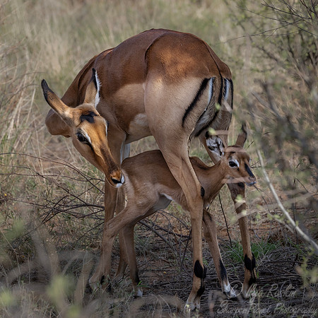 462 Impalas (Aepyceros melampus) - Kanya