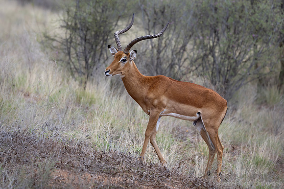 460 Impala (Aepyceros melampus) - Kanya
