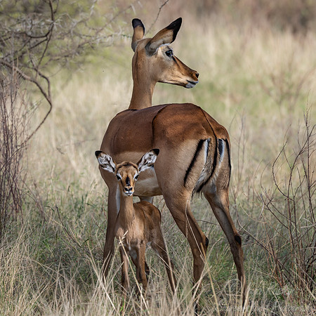 463 Impalas (Aepyceros melampus) - Kanya