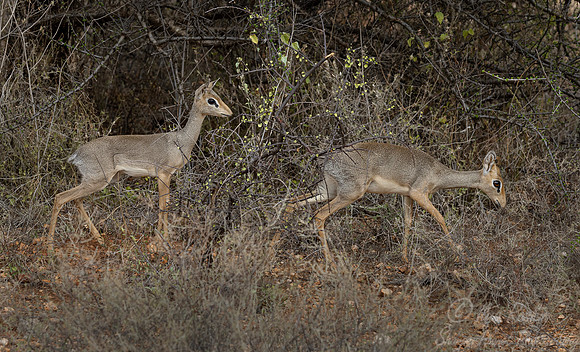 459 Kirk's dik-diks (Madoqua kirkii) - Kenya