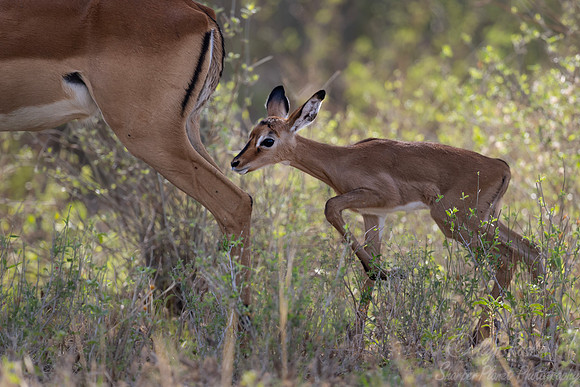 461 Impalas (Aepyceros melampus) - Kanya