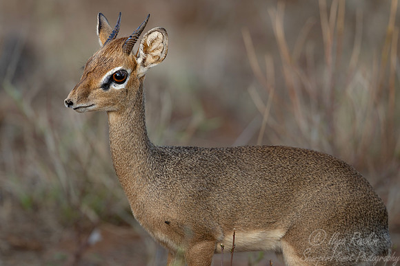 456 Kirk's dik-dik (Madoqua kirkii) - Kenya