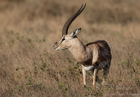464 Grant's gazelle (Nanger granti) - Kanya