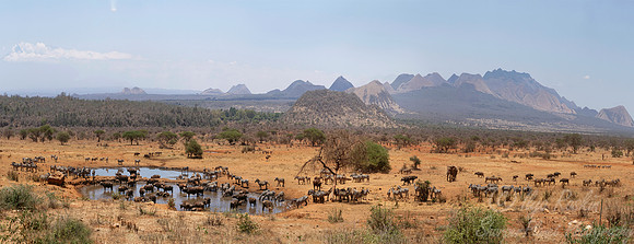 410 Animals at a waterhole - Kenya