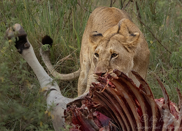 238 Lion (Panthera leo) - Kenya