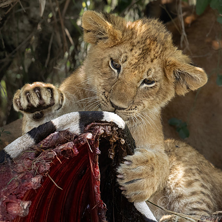 242 Lion cub (Panthera leo) - Kenya