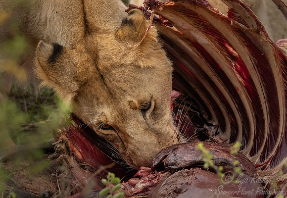 239 Lion (Panthera leo) - Kenya