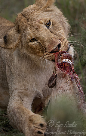 241 Lion (Panthera leo) - Kenya
