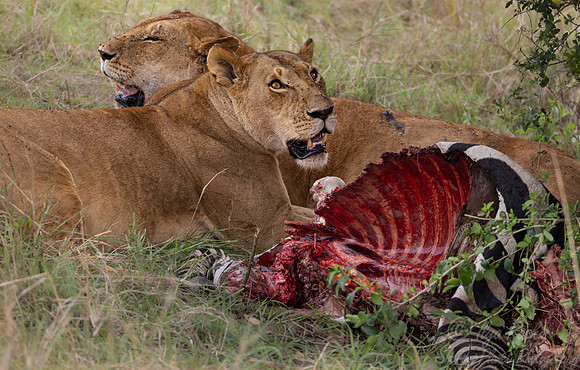 240 Lion (Panthera leo) - Kenya