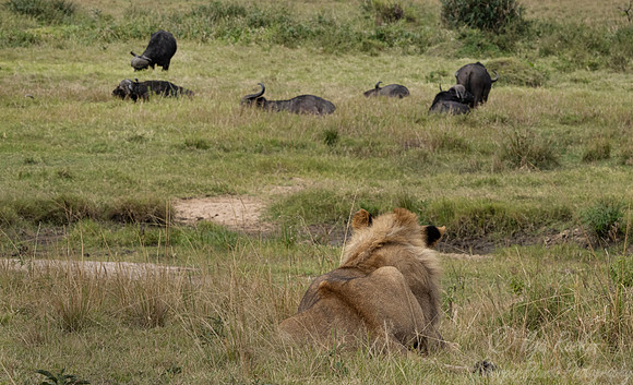243 Lion (Panthera leo) - Kenya