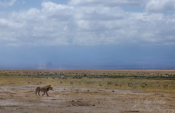 244 Lion (Panthera leo) - Kenya