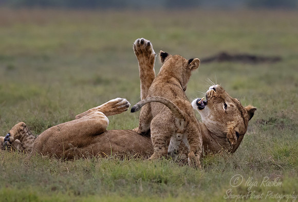 248 Lions (Panthera leo) - Kenya