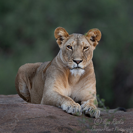 246 Lion (Panthera leo) - Kenya