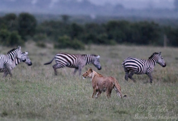 245 Lion (Panthera leo) - Kenya