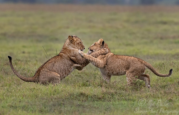 249 Lion cubs (Panthera leo) - Kenya