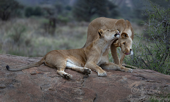 247 Lions (Panthera leo) - Kenya