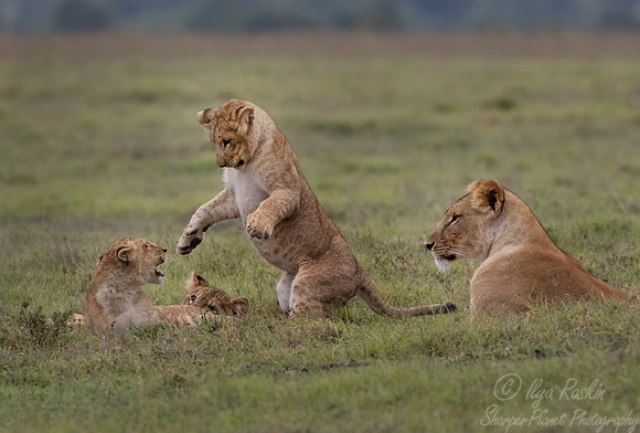 251 Lions (Panthera leo) - Kenya