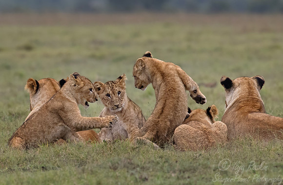 252 Lions (Panthera leo) - Kenya
