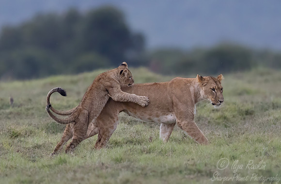 254 Lions (Panthera leo) - Kenya
