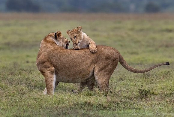 253 Lions (Panthera leo) - Kenya