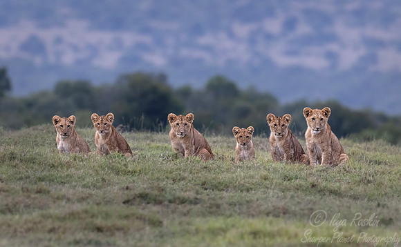255 Lion cubs (Panthera leo) - Kenya