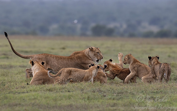 250 Lions (Panthera leo) - Kenya