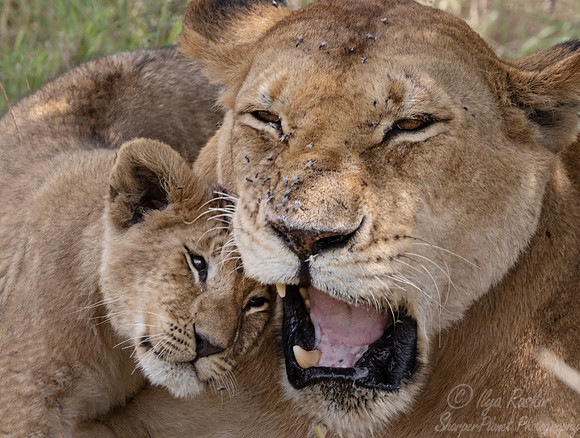 257 Lions (Panthera leo) - Kenya-2