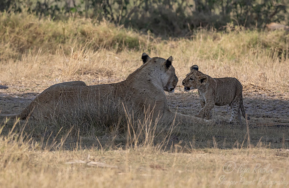 261 Lions (Panthera leo) - Kenya