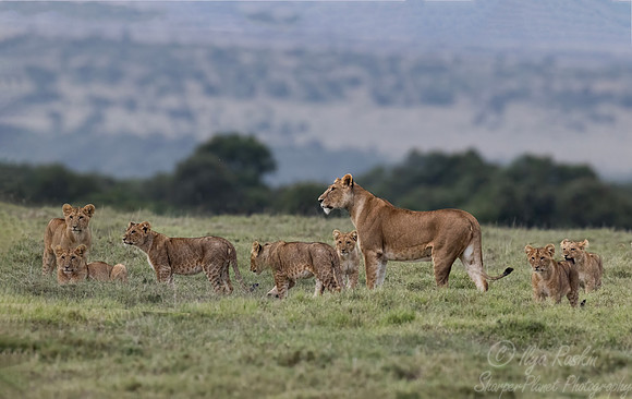 256 Lions (Panthera leo) - Kenya
