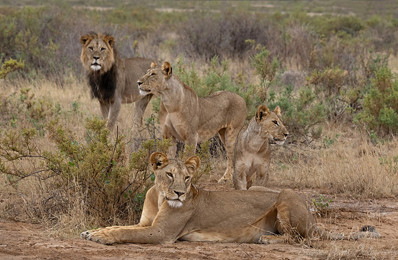 258 Lions (Panthera leo) - Kenya