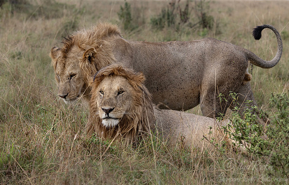260 Lions (Panthera leo) - Kenya