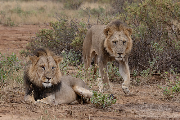 259 Lions (Panthera leo) - Kenya