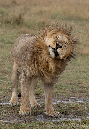 264 Lion (Panthera leo) - Kenya