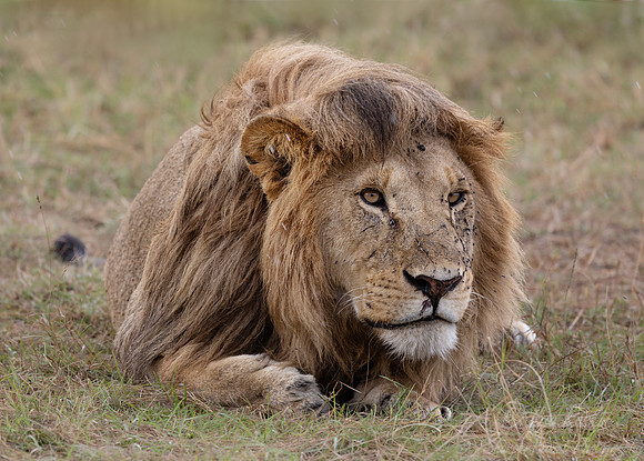 262 Lion (Panthera leo) - Kenya