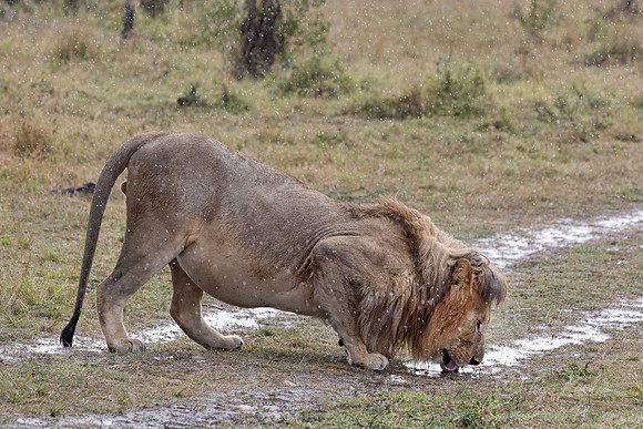 263 Lion (Panthera leo) - Kenya