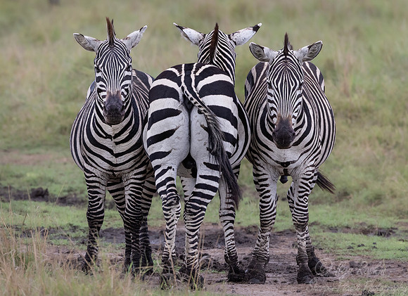 166 Plains zebras (Equus quagga) - Kenya