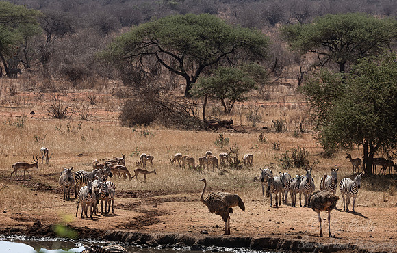 164 Plains zebras (Equus quagga) - Kenya