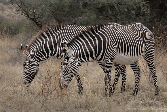 169 Grévy's zebras (Equus grevyi) - Kenya